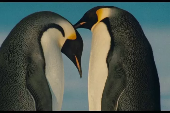 La marcha de los pingüinos